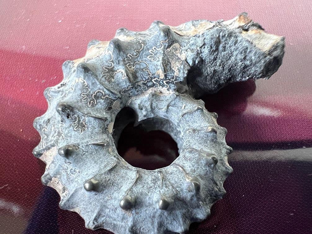 Прямували до Канади. Митники вилучили із посилки 52 молюски Юрського періоду (фото)