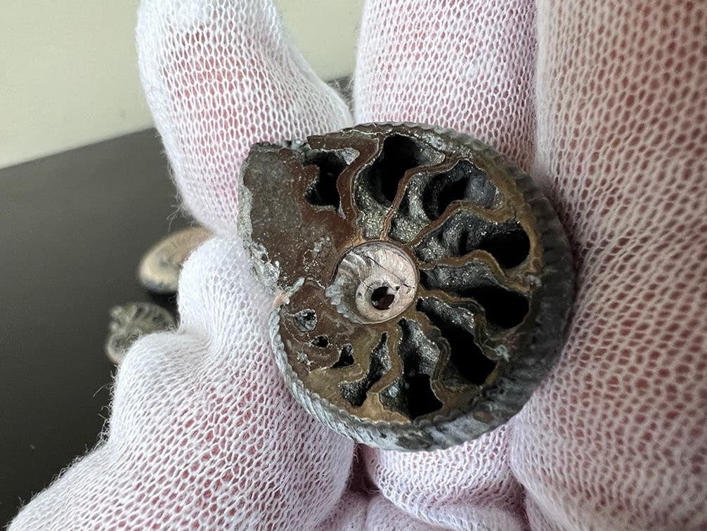 Прямували до Канади. Митники вилучили із посилки 52 молюски Юрського періоду (фото)