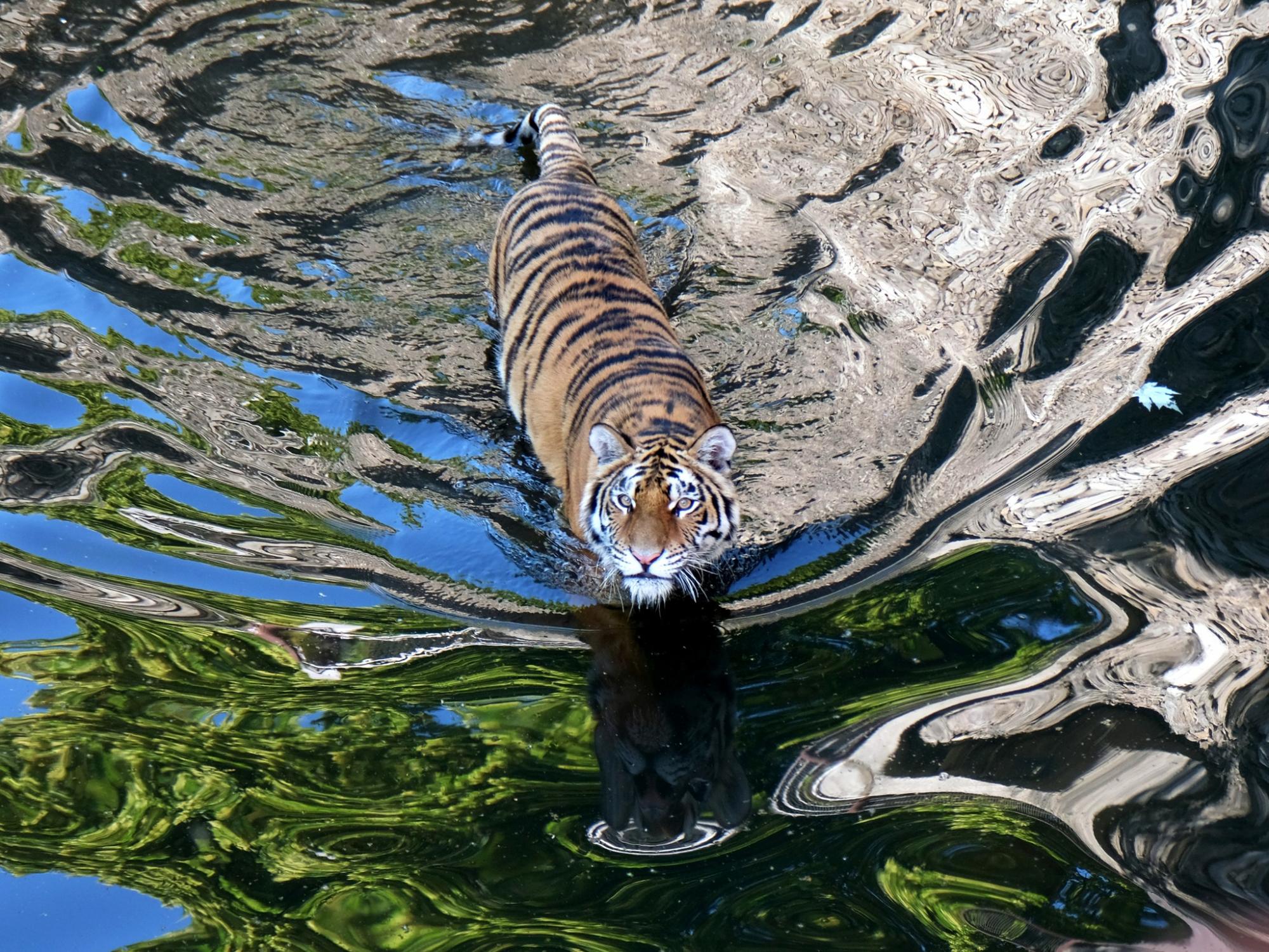 Животные в КиевЗоо радуются, принимая СПА-процедуры: милые фото