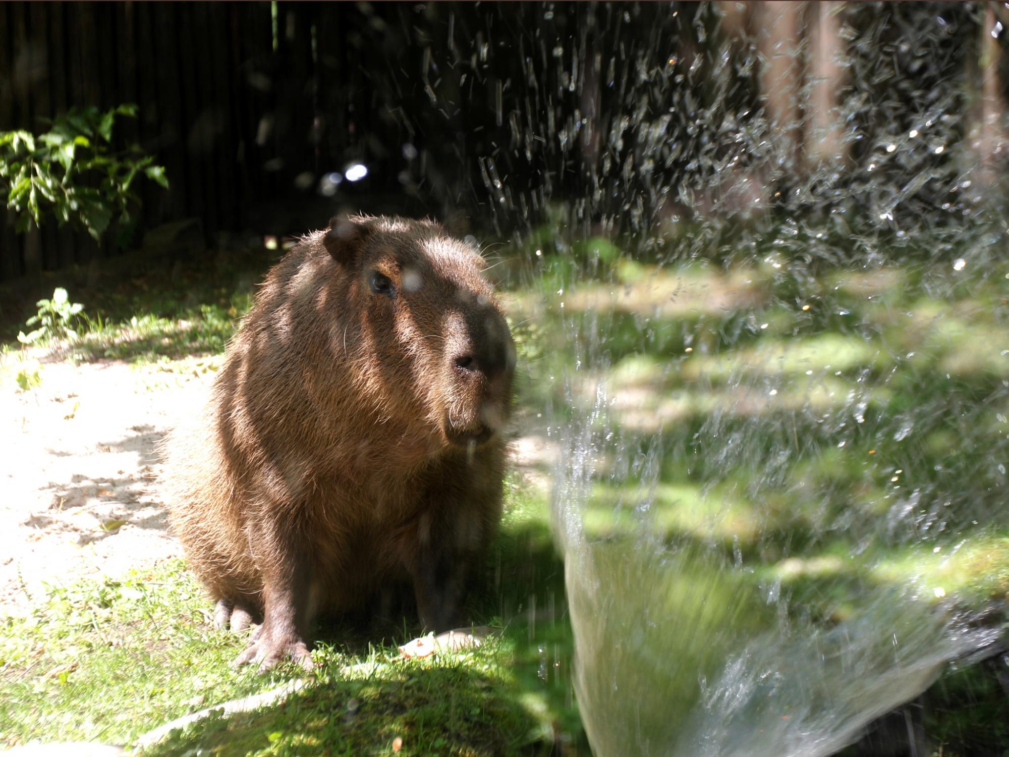 Животные в КиевЗоо радуются, принимая СПА-процедуры: милые фото