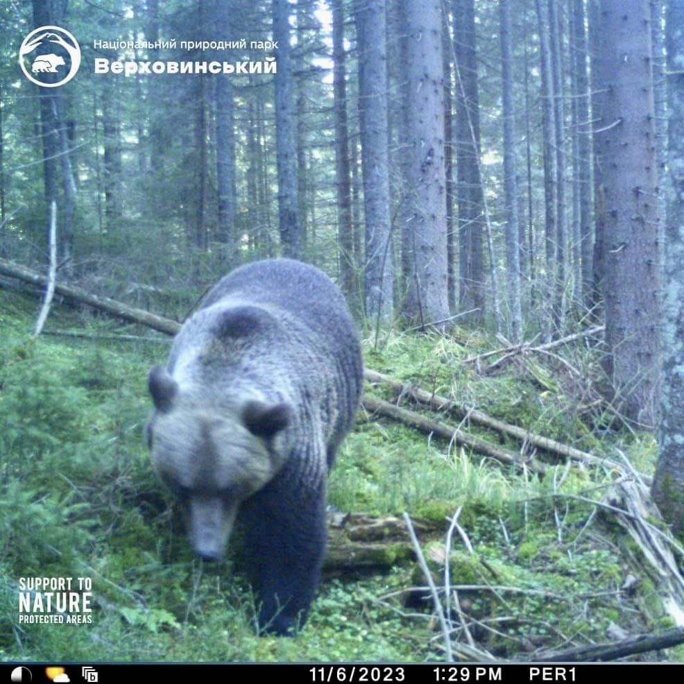 У Карпатах помітили 400-кілограмового хижака, зустріч із яким дуже небезпечна: як він виглядає
