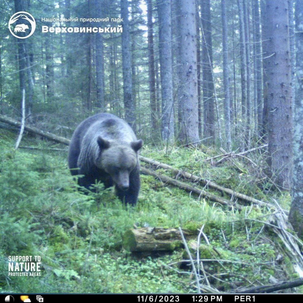 У Карпатах помітили 400-кілограмового хижака, зустріч із яким дуже небезпечна: як він виглядає