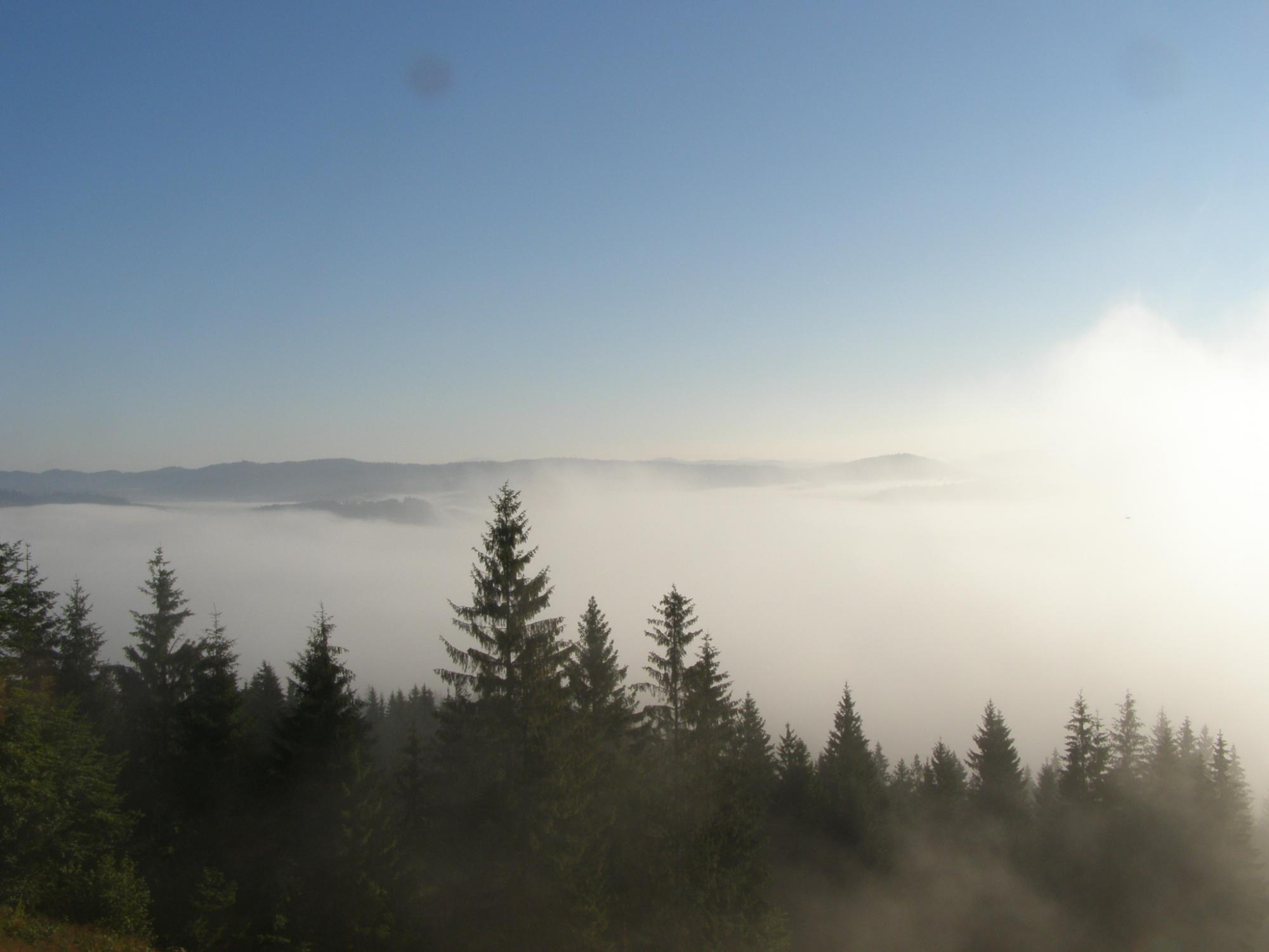 Целебные прогулки. Что такое лесная терапия и в чем ее польза: разговор с ученым