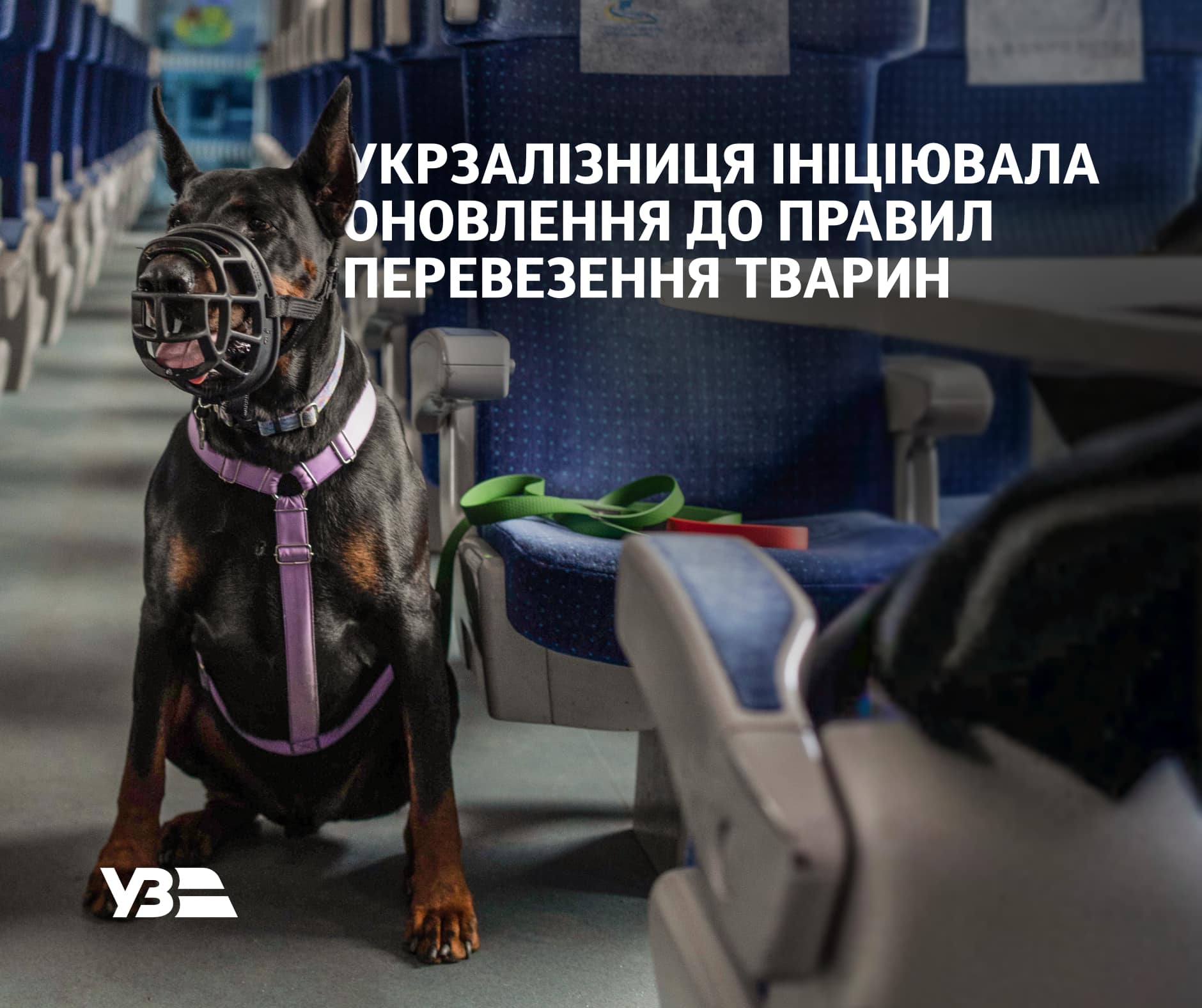 УЗ зробить подорожі з тваринами зручнішими: як і коли зміняться правила перевезення собак