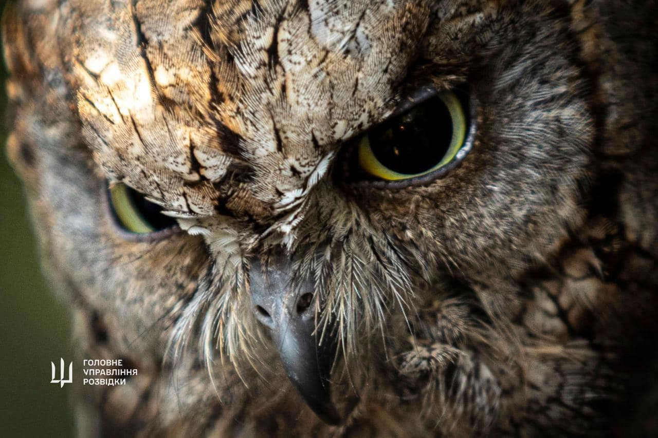 "Штатные" совы ГУР поселятся в Киевском зоопарке. Невероятная история спасения птиц (фото)