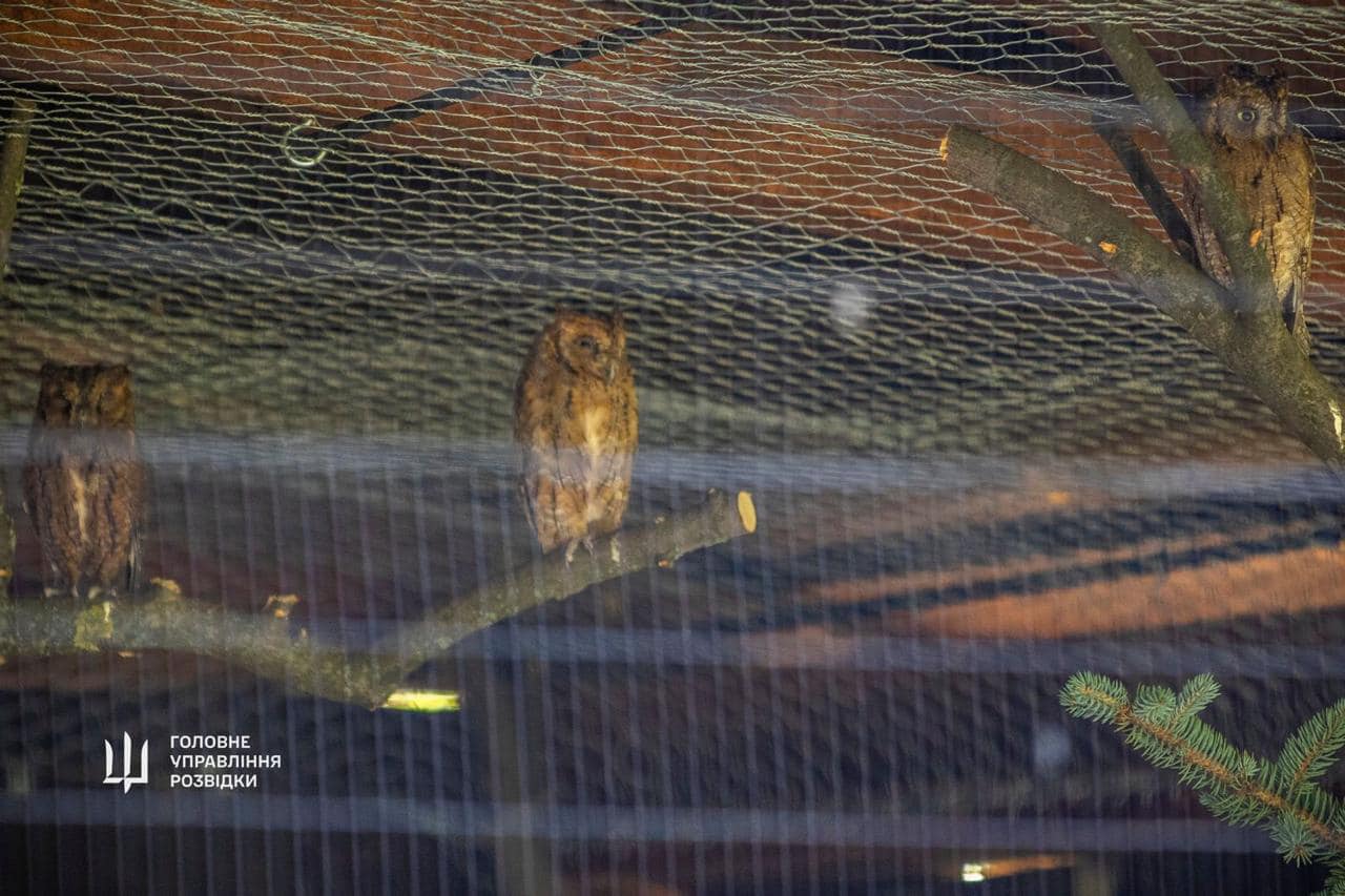 "Штатные" совы ГУР поселятся в Киевском зоопарке. Невероятная история спасения птиц (фото)