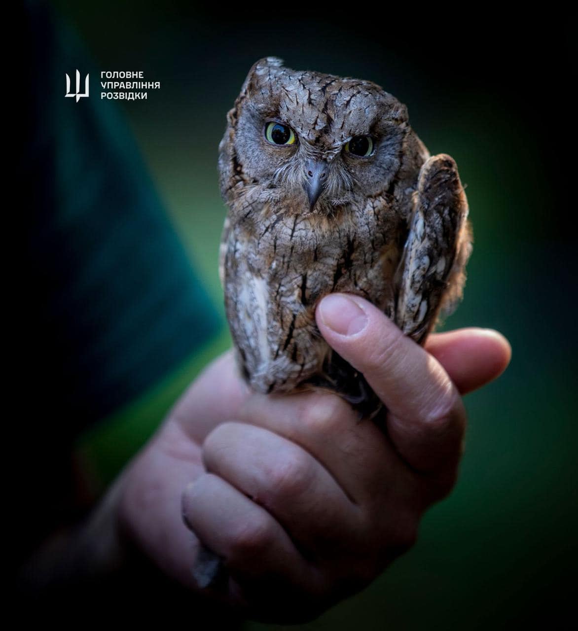 "Штатные" совы ГУР поселятся в Киевском зоопарке. Невероятная история спасения птиц (фото)