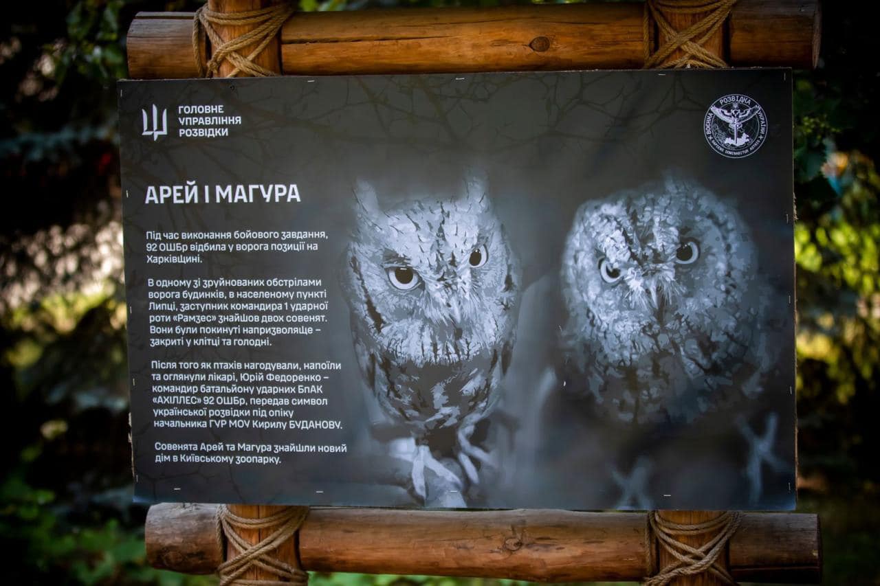 "Штатные" совы ГУР поселятся в Киевском зоопарке. Невероятная история спасения птиц (фото)