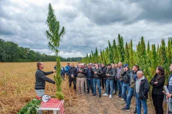 Украинские ученые изобрели новый сорт конопли: чем он уникален