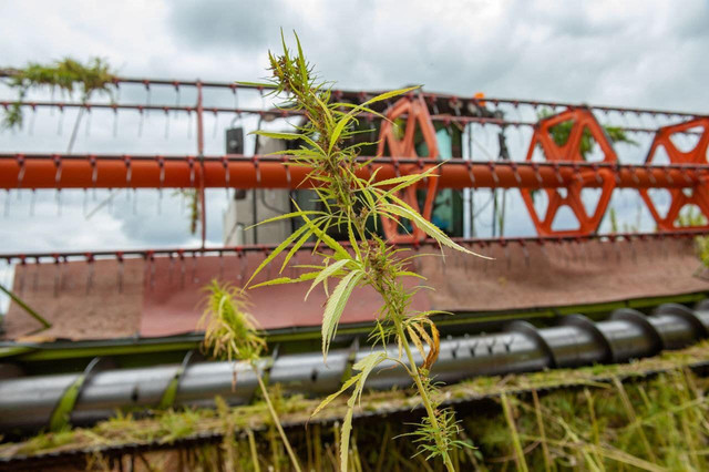 Украинские ученые изобрели новый сорт конопли: чем он уникален