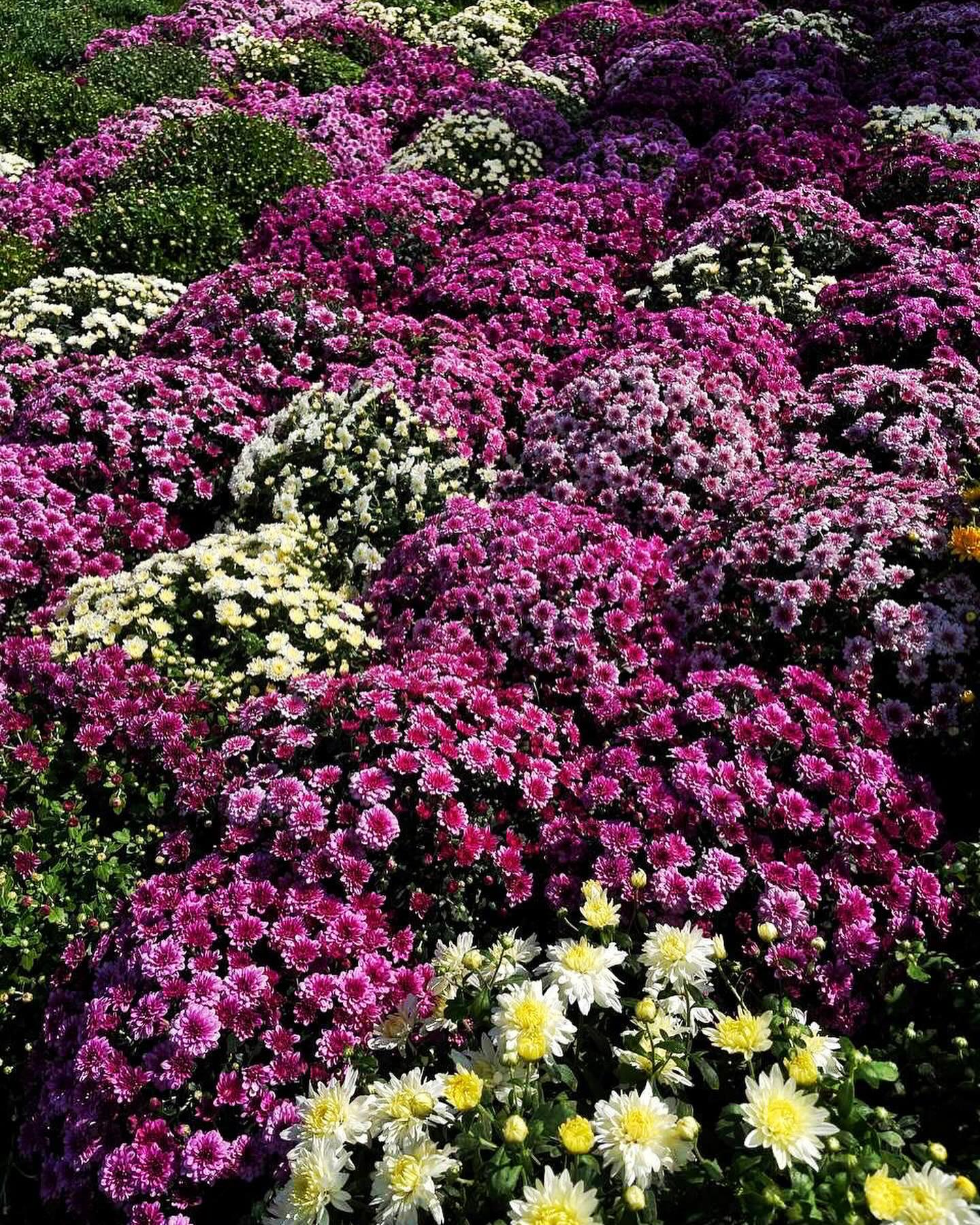 Під Києвом відкрилася фантастична виставка квітів: як туди потрапити з сім'єю