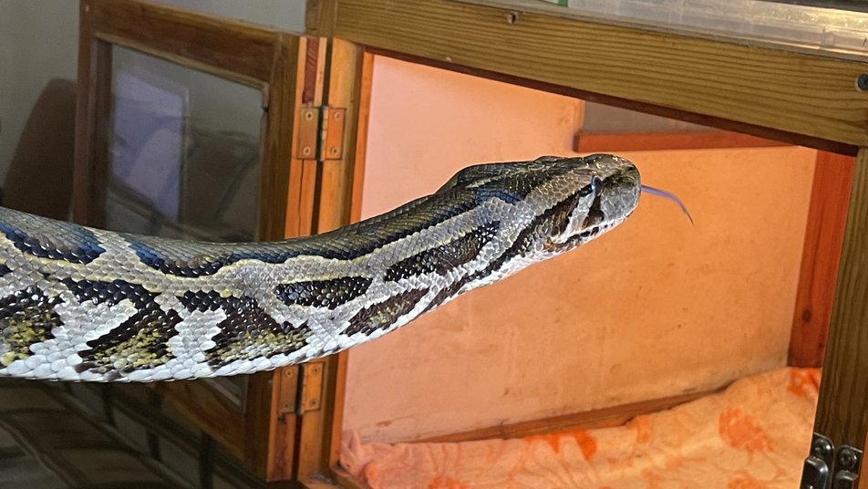 Боєць ЗСУ врятував триметрового пітона з підбитого російського танка (відео і фото)