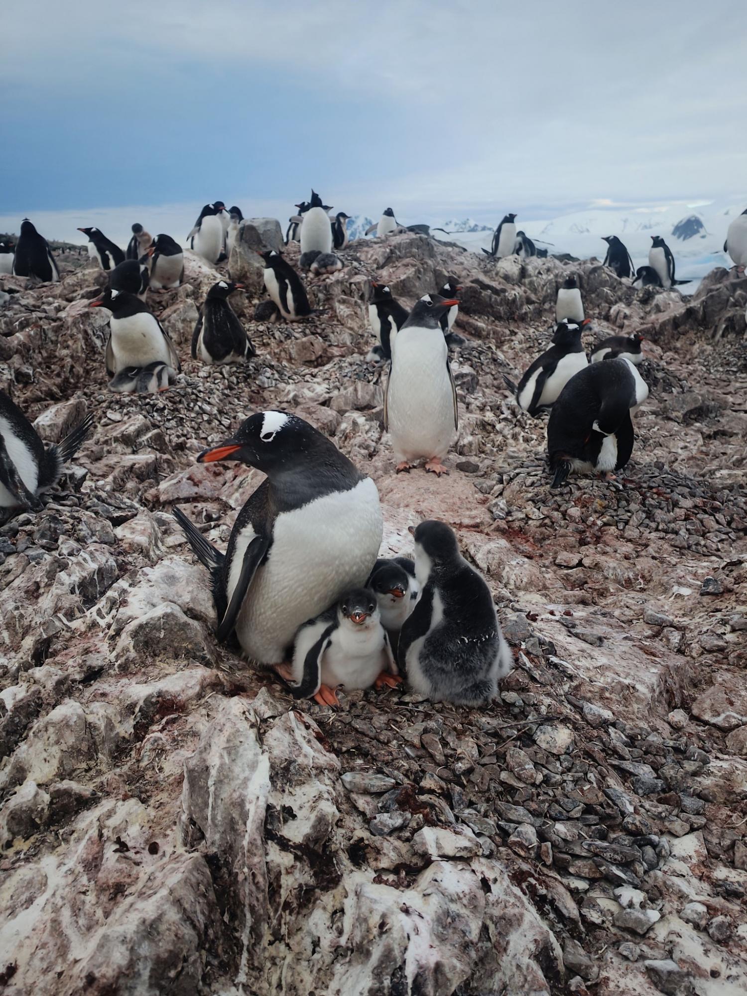 Унікальна родина: полярники показали пінгвінів з рідкісною кількістю пташенят