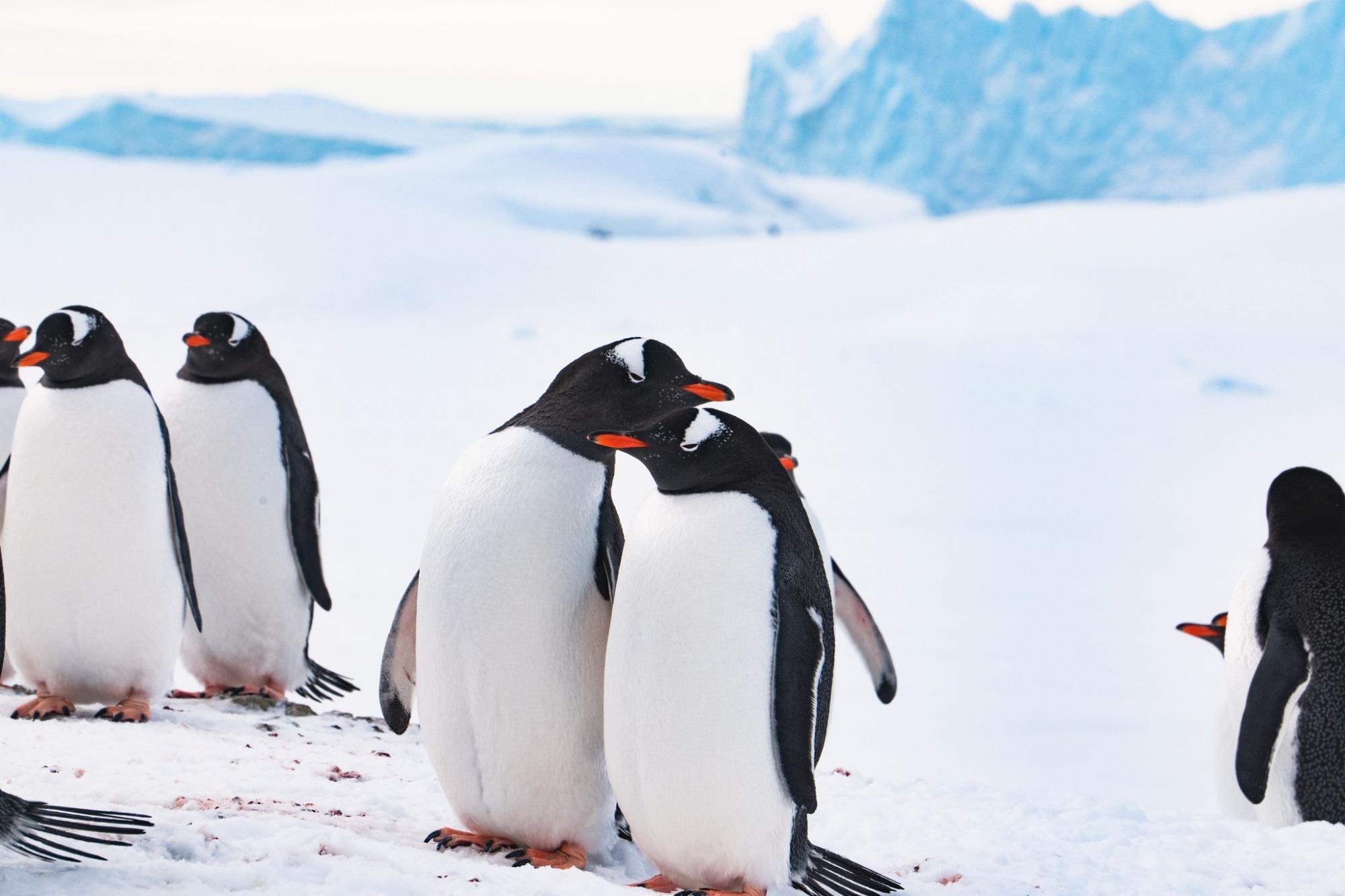 Валентинки від тварин на станції "Академік Вернадський": полярники поділилися чуттєвими фото