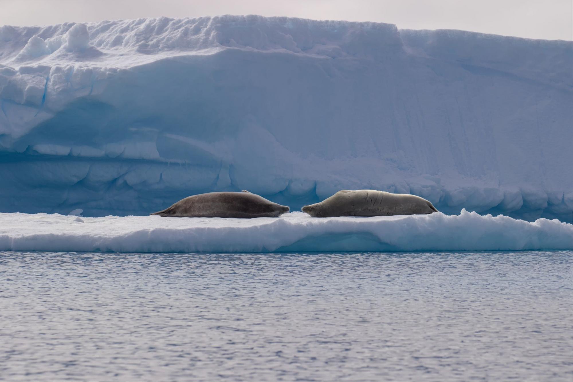 Валентинки від тварин на станції "Академік Вернадський": полярники поділилися чуттєвими фото