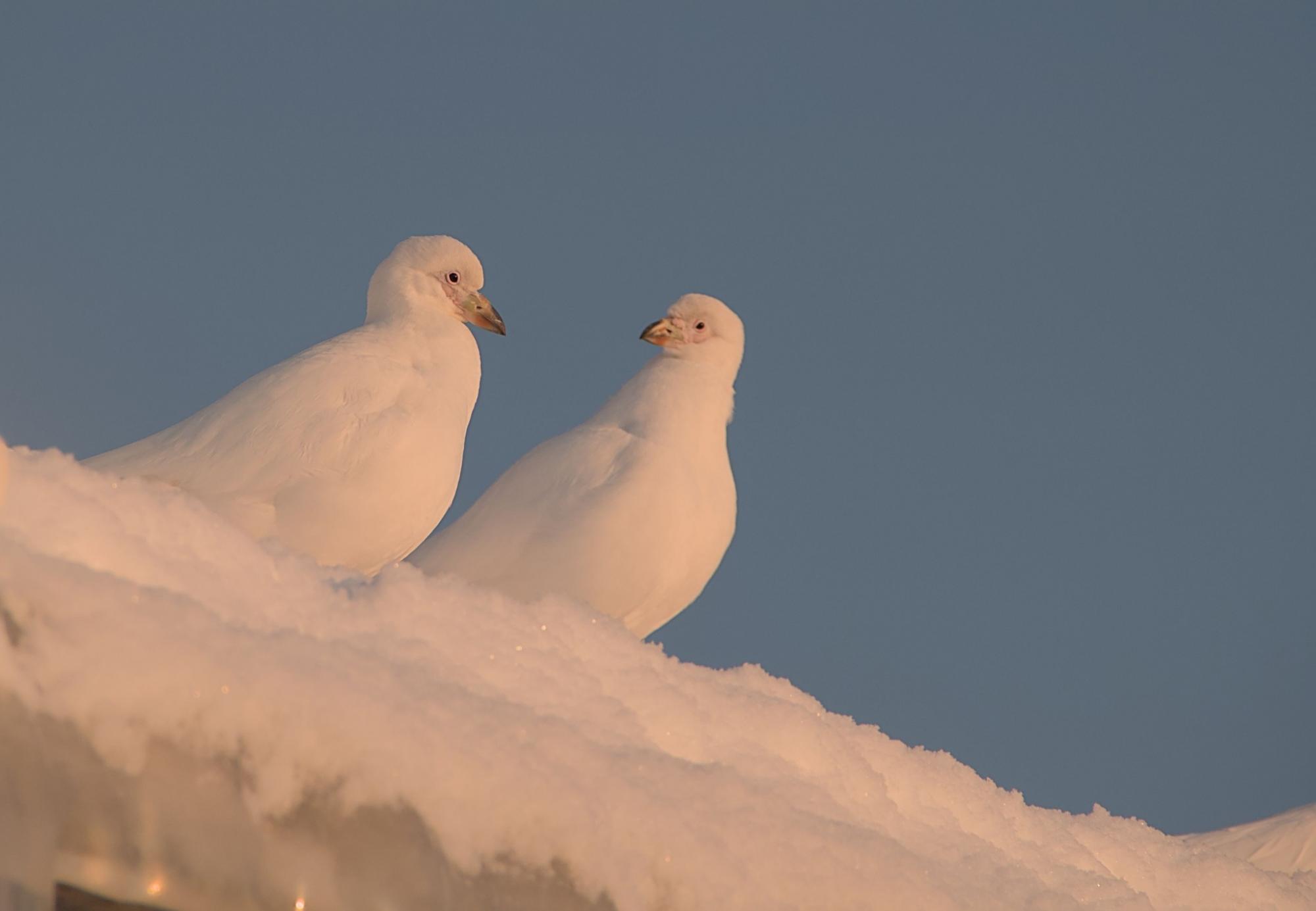 Валентинки від тварин на станції "Академік Вернадський": полярники поділилися чуттєвими фото