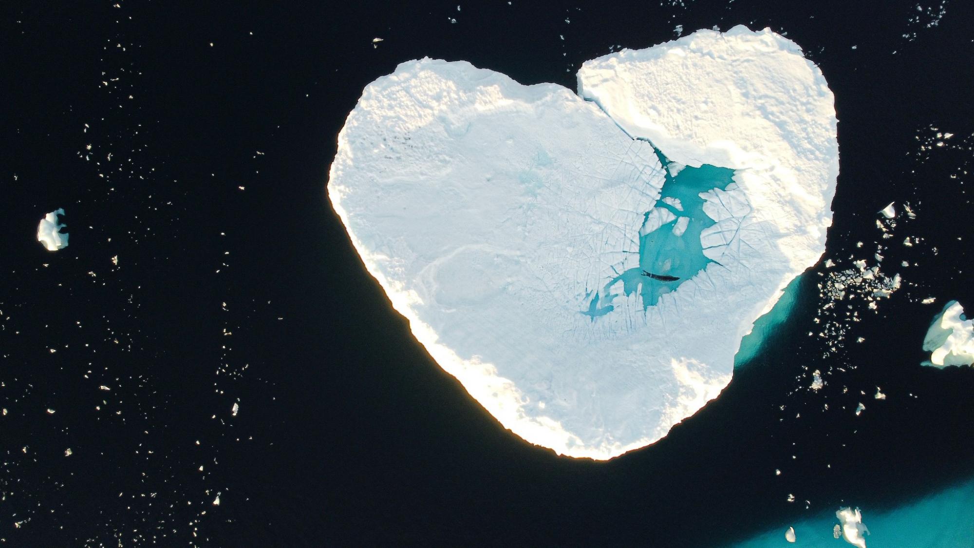 Валентинки від тварин на станції "Академік Вернадський": полярники поділилися чуттєвими фото