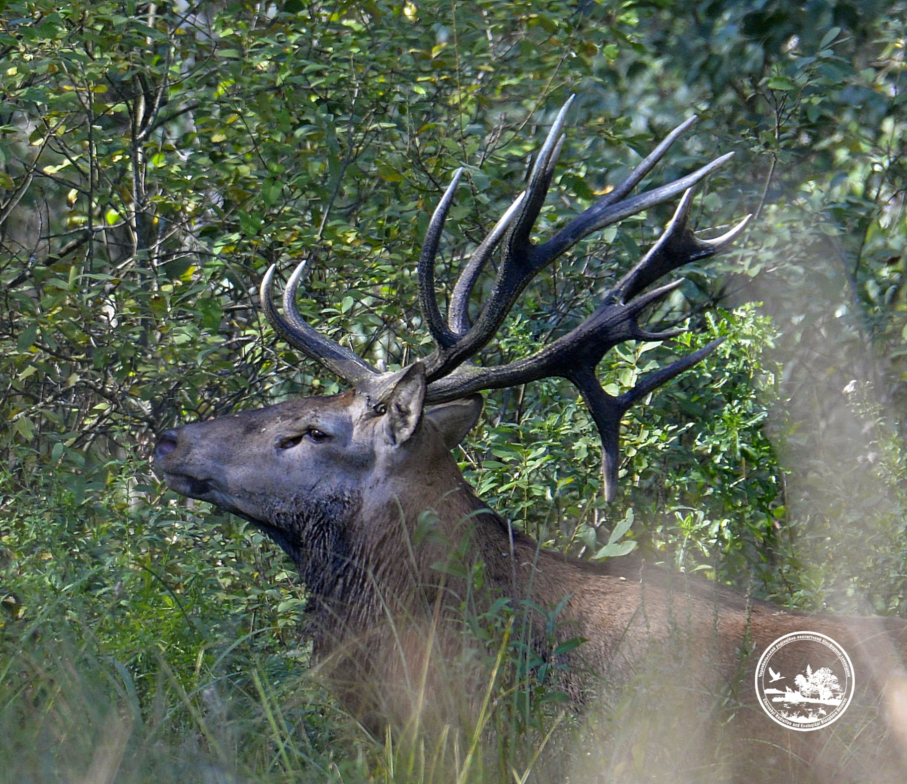 Чи водяться мутанти у Чорнобилі та хто живе у рудому лісі: бліц про тварин зони відчуження