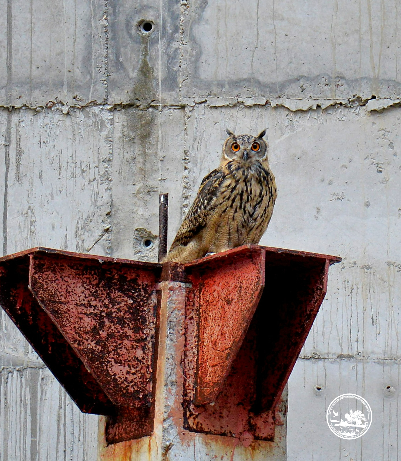 Чи водяться мутанти у Чорнобилі та хто живе у рудому лісі: бліц про тварин зони відчуження