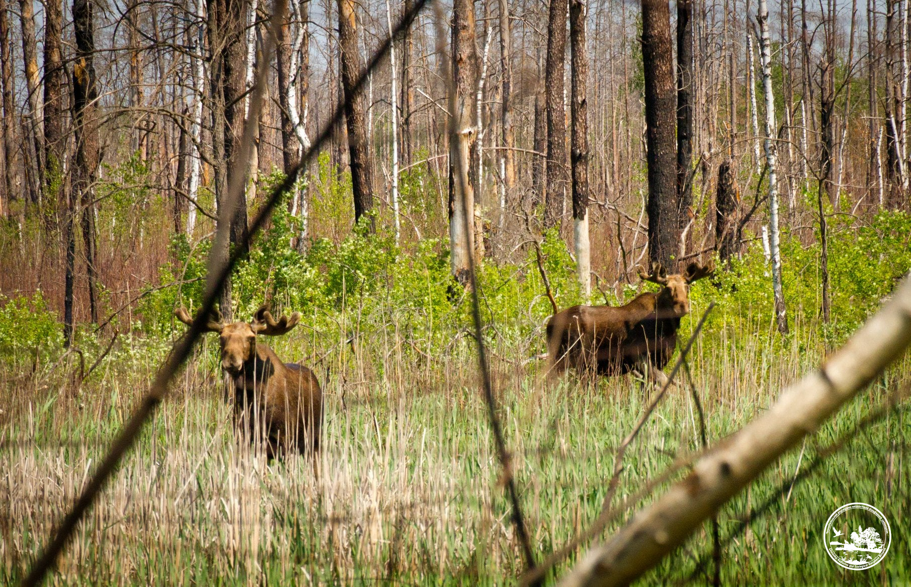 Чи водяться мутанти у Чорнобилі та хто живе у рудому лісі: бліц про тварин зони відчуження
