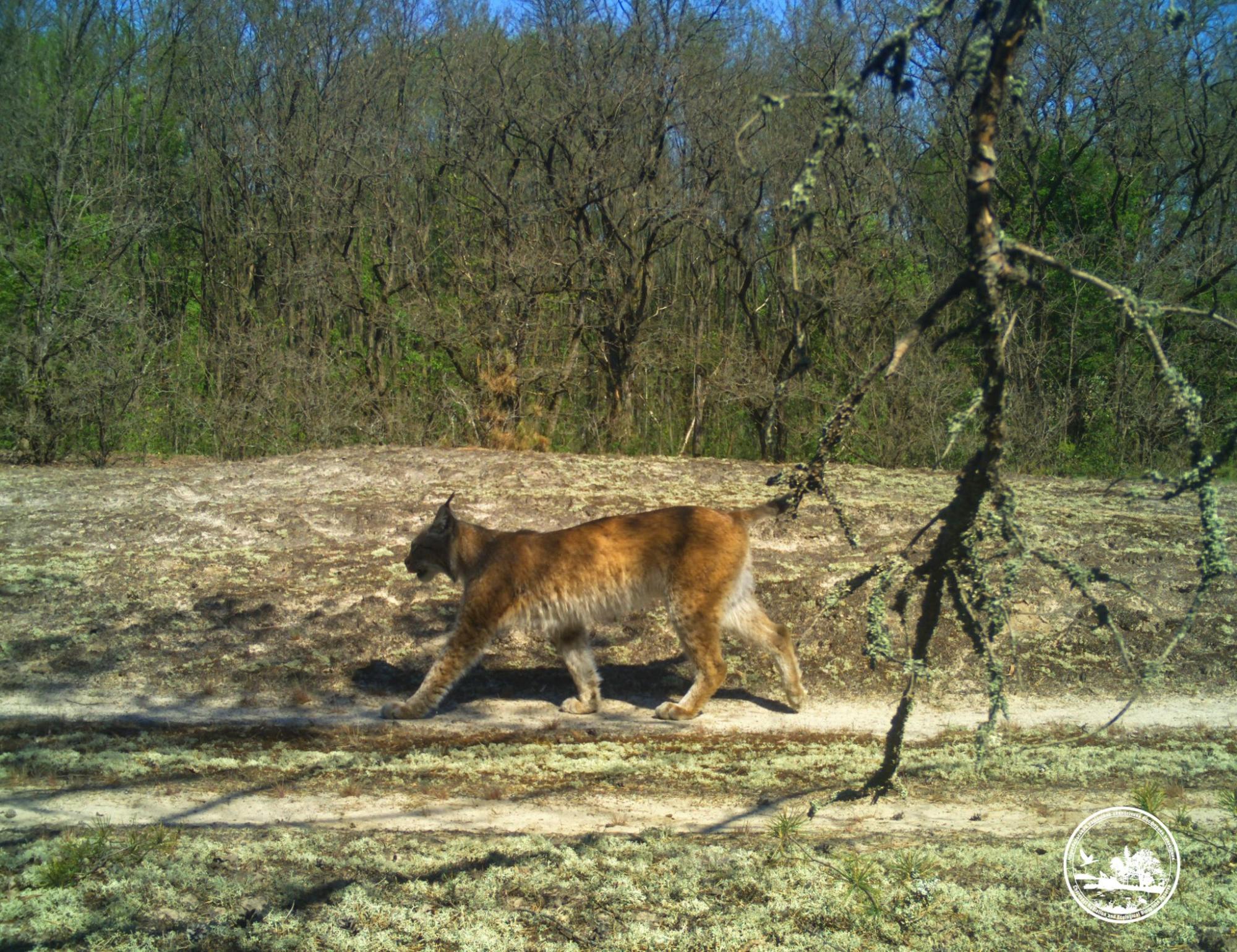 Чи водяться мутанти у Чорнобилі та хто живе у рудому лісі: бліц про тварин зони відчуження