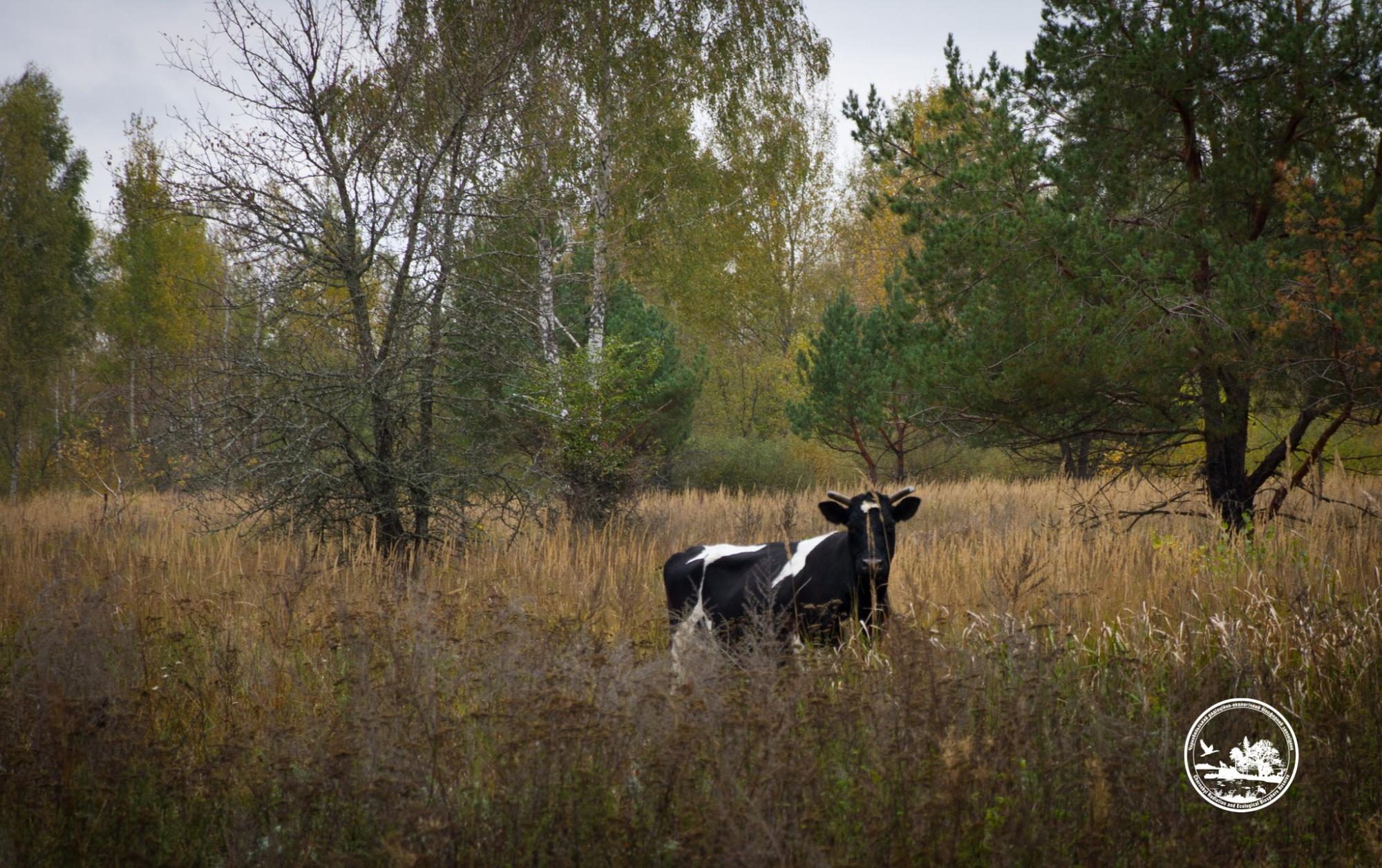 Чи водяться мутанти у Чорнобилі та хто живе у рудому лісі: бліц про тварин зони відчуження