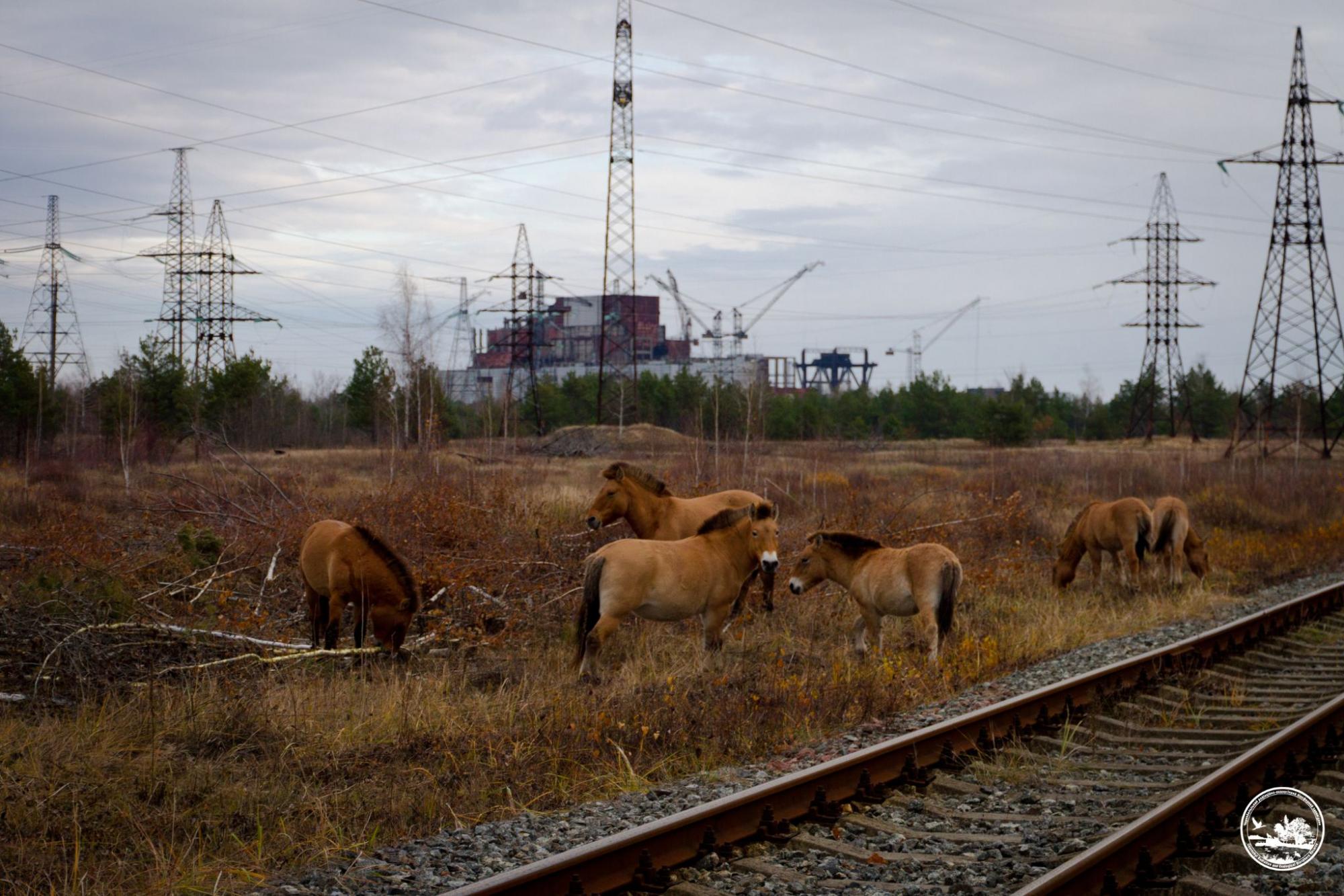 Чи водяться мутанти у Чорнобилі та хто живе у рудому лісі: бліц про тварин зони відчуження