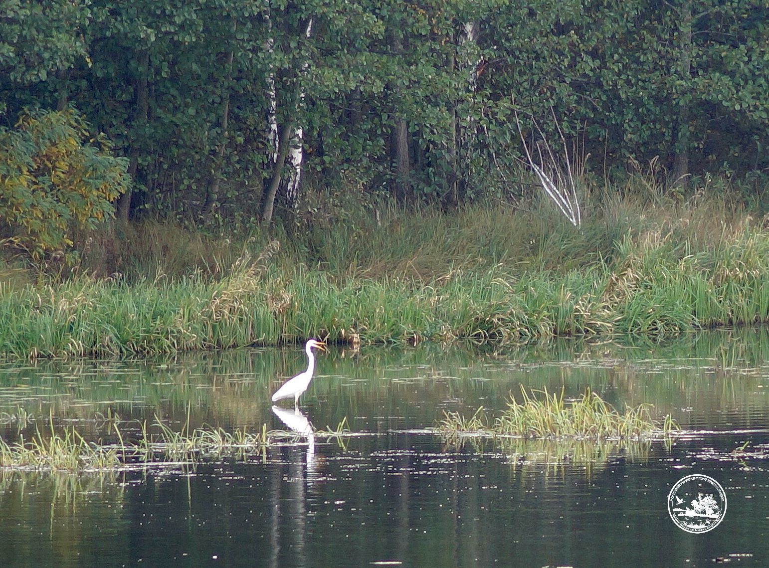 Чи водяться мутанти у Чорнобилі та хто живе у рудому лісі: бліц про тварин зони відчуження