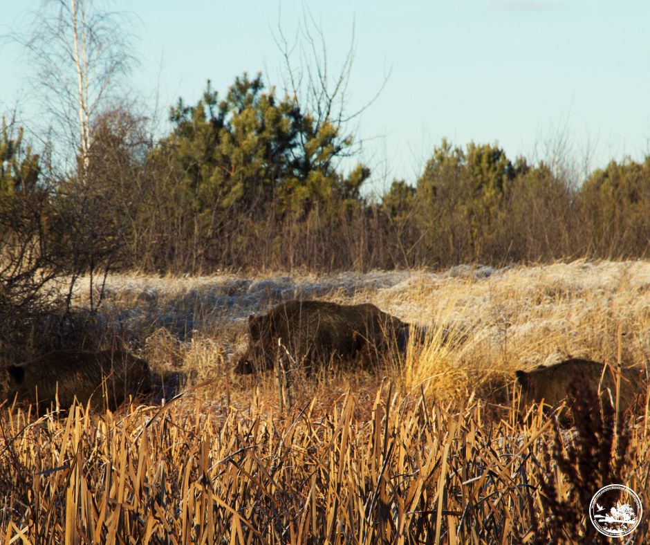 Чи водяться мутанти у Чорнобилі та хто живе у рудому лісі: бліц про тварин зони відчуження