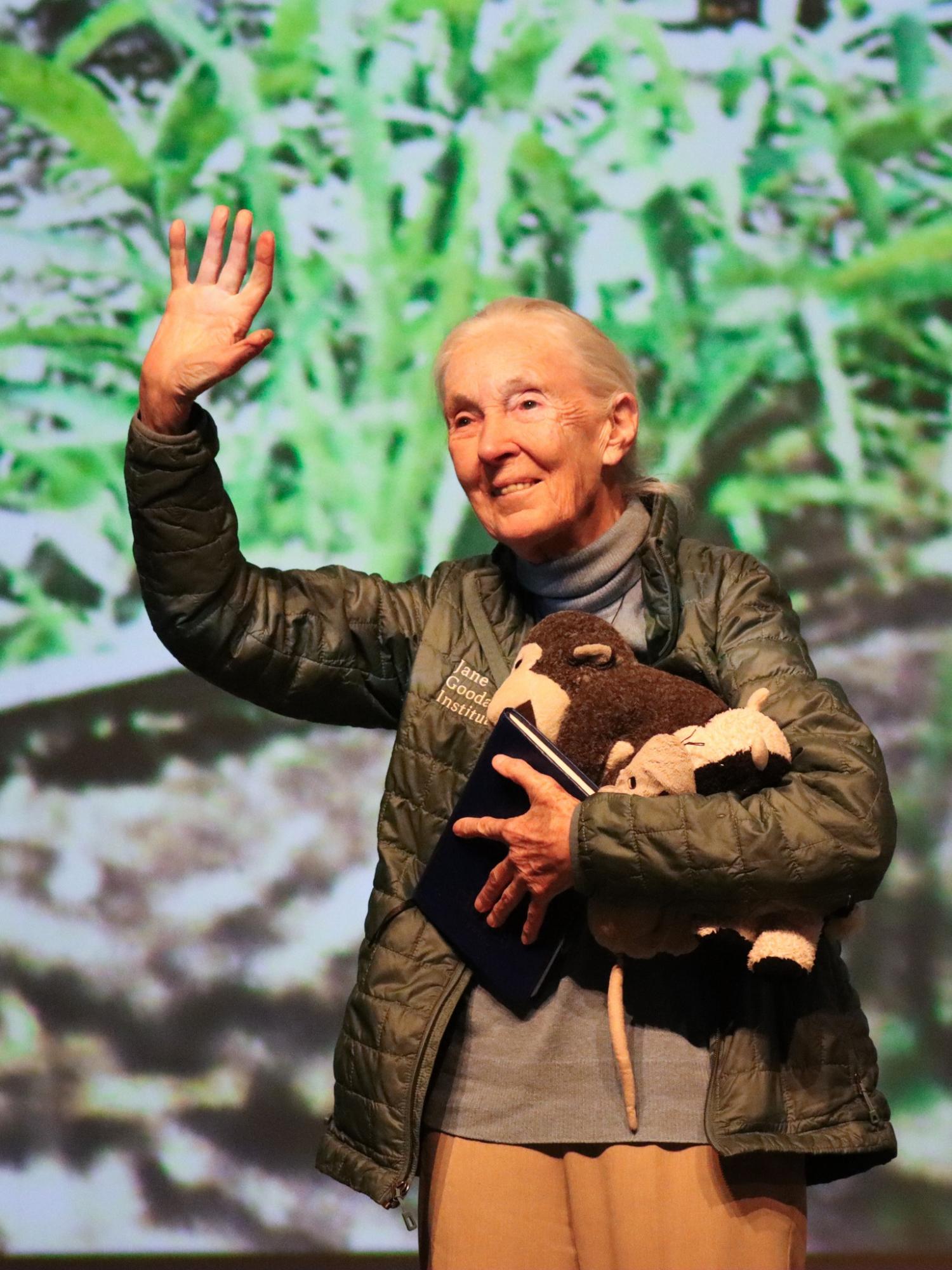 Померла Джейн Гудолл - вчена, яка змінила уявлення світу про шимпанзе