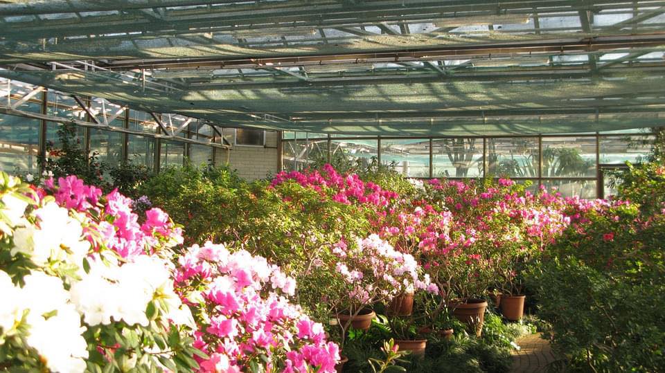 Чи цвістиме бузок та азалії? У Ботсаду Гришка розповіли про наслідки критичної зими