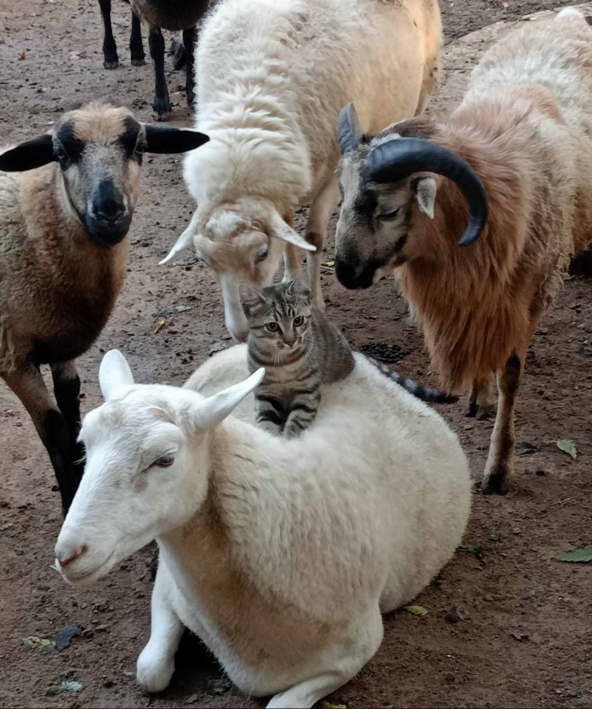 Безпілотник ударив по Одеському зоопарку: загинула тварина