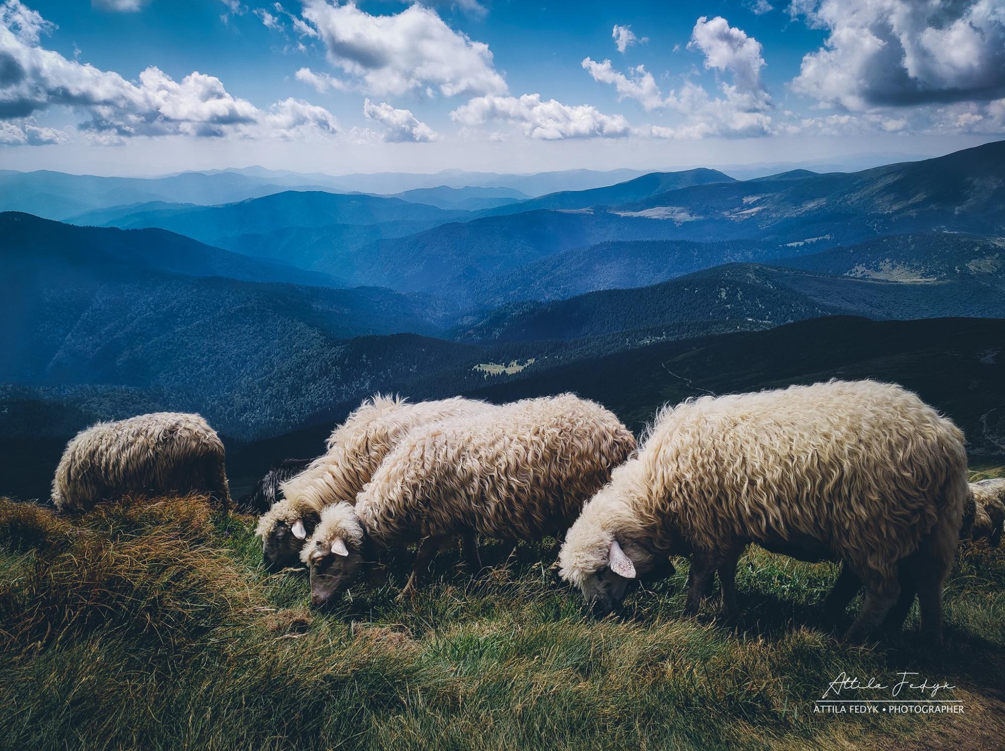 Краса Карпат: у мережі показали приголомшливе фото зі схилів Говерли
