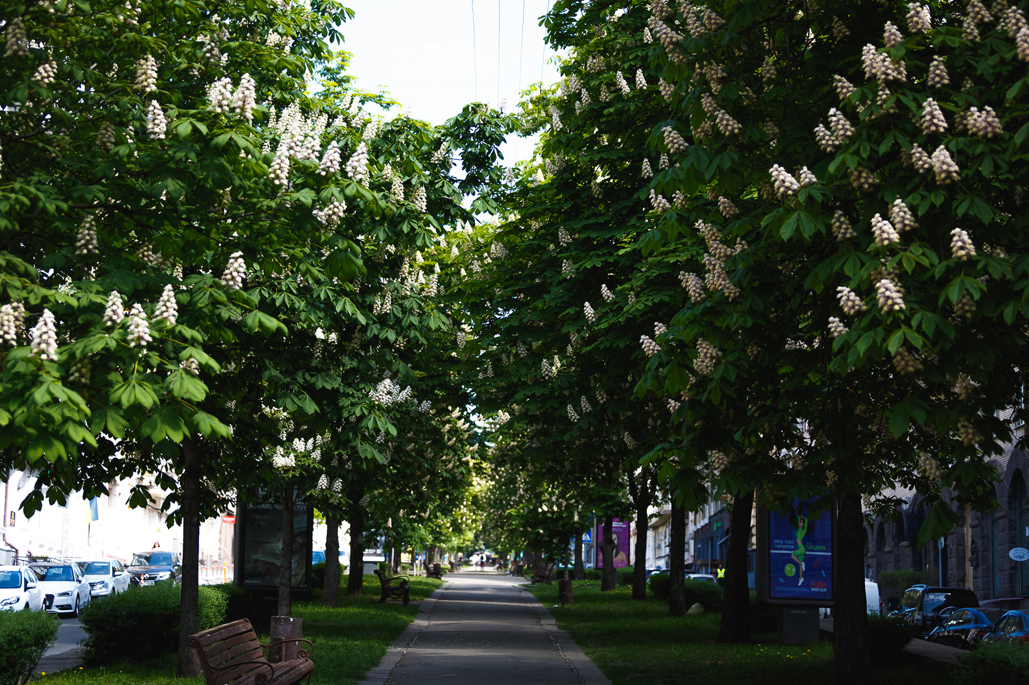 Исчезнут ли каштаны из Киева: что на самом деле происходит с символом города