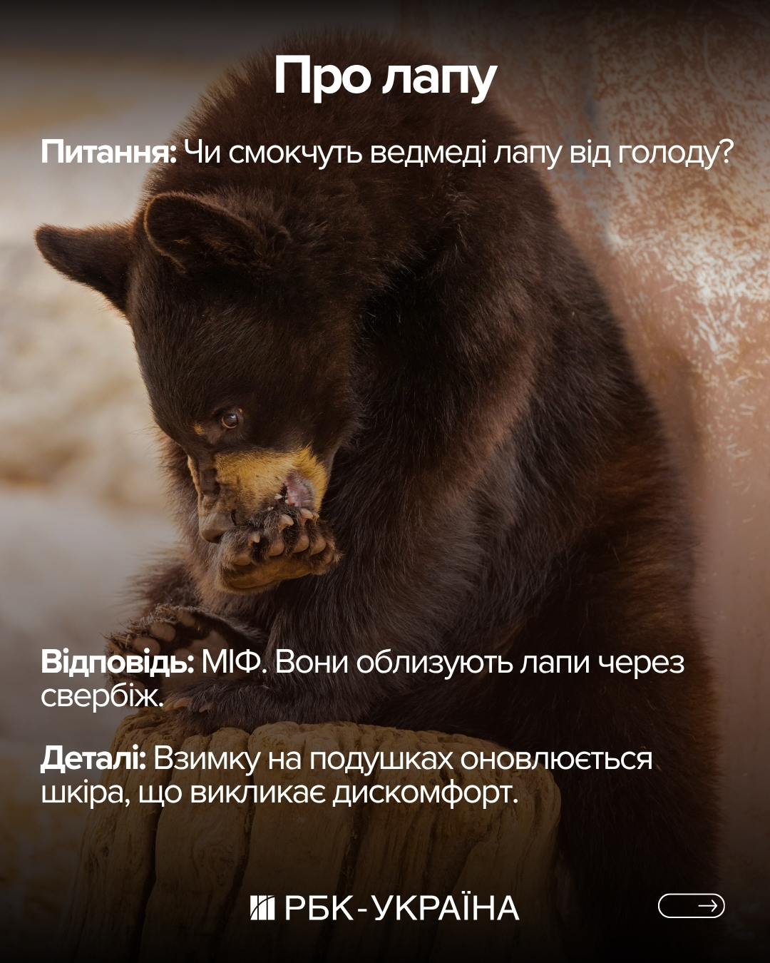 Правда чи міф: 10 фактів про ведмедів, у які ми вірили з дитинства