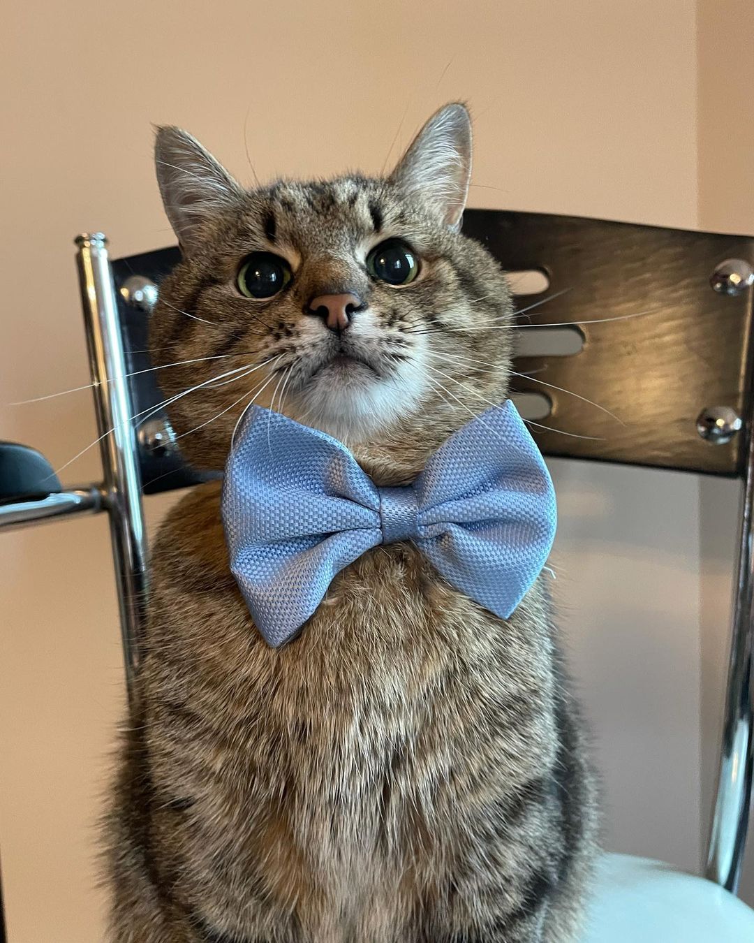 Кот Степан из Харькова стал мировой звездой благодаря Бритни Спирс (фото)