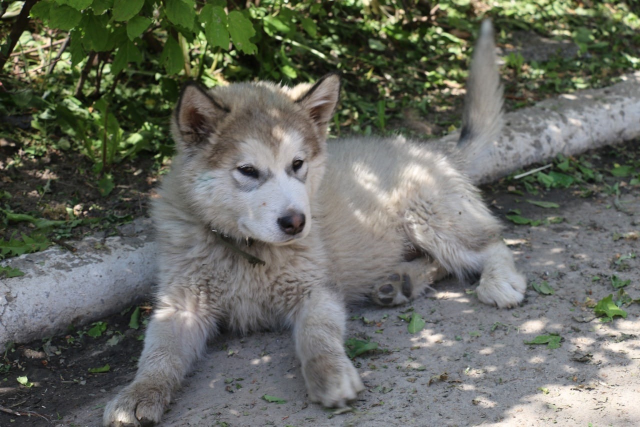 Спасенный щенок подрос, стал "Байрактаром" и теперь служит в ГСЧС: милые фото