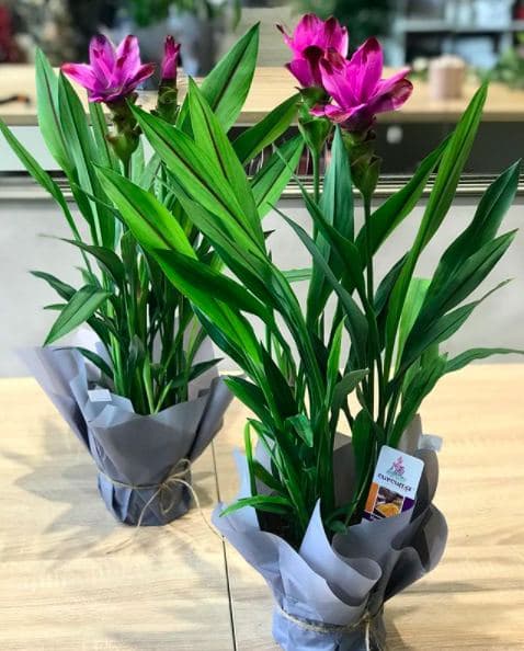 Куркума - не только специя, но и роскошный цветок: как вырастить его дома