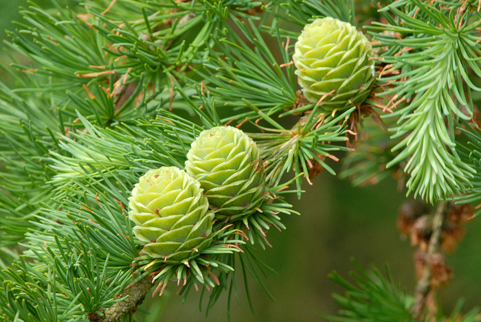 Какие деревья и кусты нельзя сажать возле дома, а какие - нужно