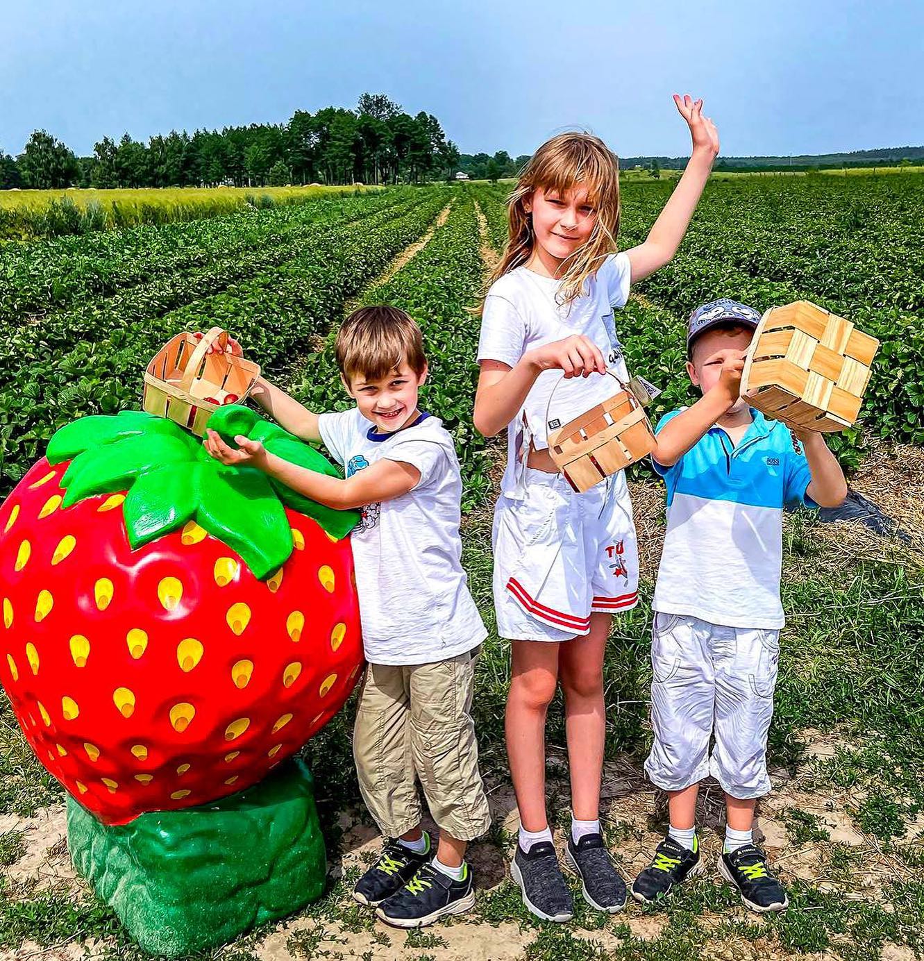 Море ягід. Куди поїхати на відпочинок і збирання полуниці за містом