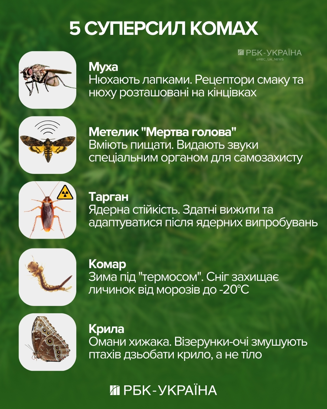 Куди зникають комарі взимку і чи переживуть таргани "ядерку": 5 неочевидних фактів про комах