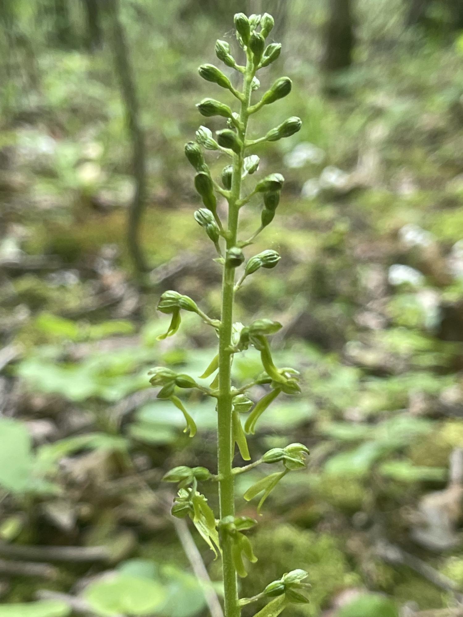Редкая орхидея из Красной книги найдена на Волыни: как выглядит цветок, который не видели почти 25 лет