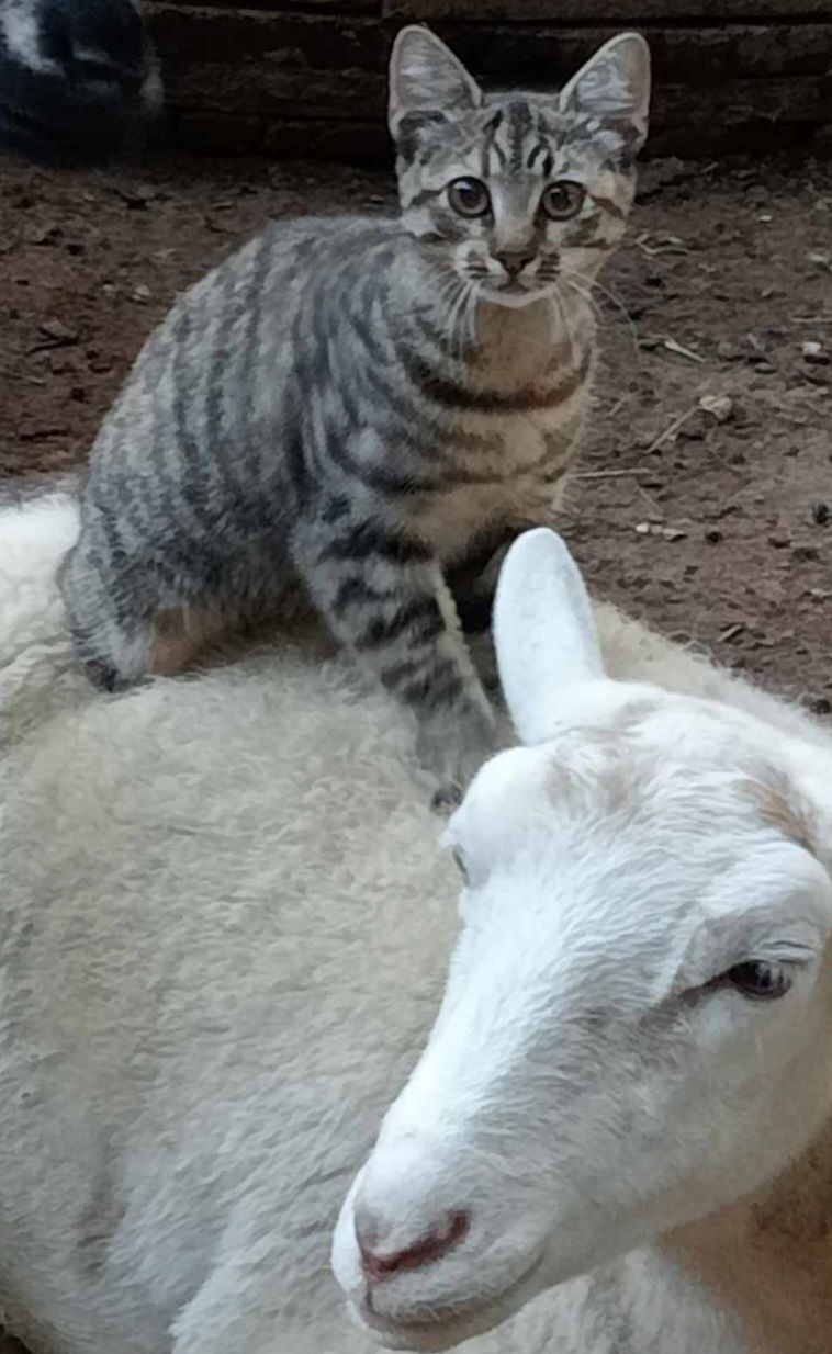 Безпілотник ударив по Одеському зоопарку: загинула тварина