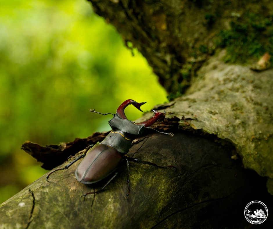 Найбільший жук України може зникнути через "порядок" у лісах