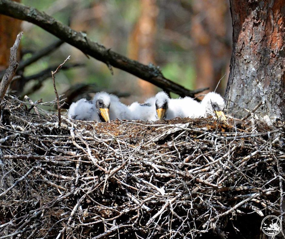 Чи водяться мутанти у Чорнобилі та хто живе у рудому лісі: бліц про тварин зони відчуження