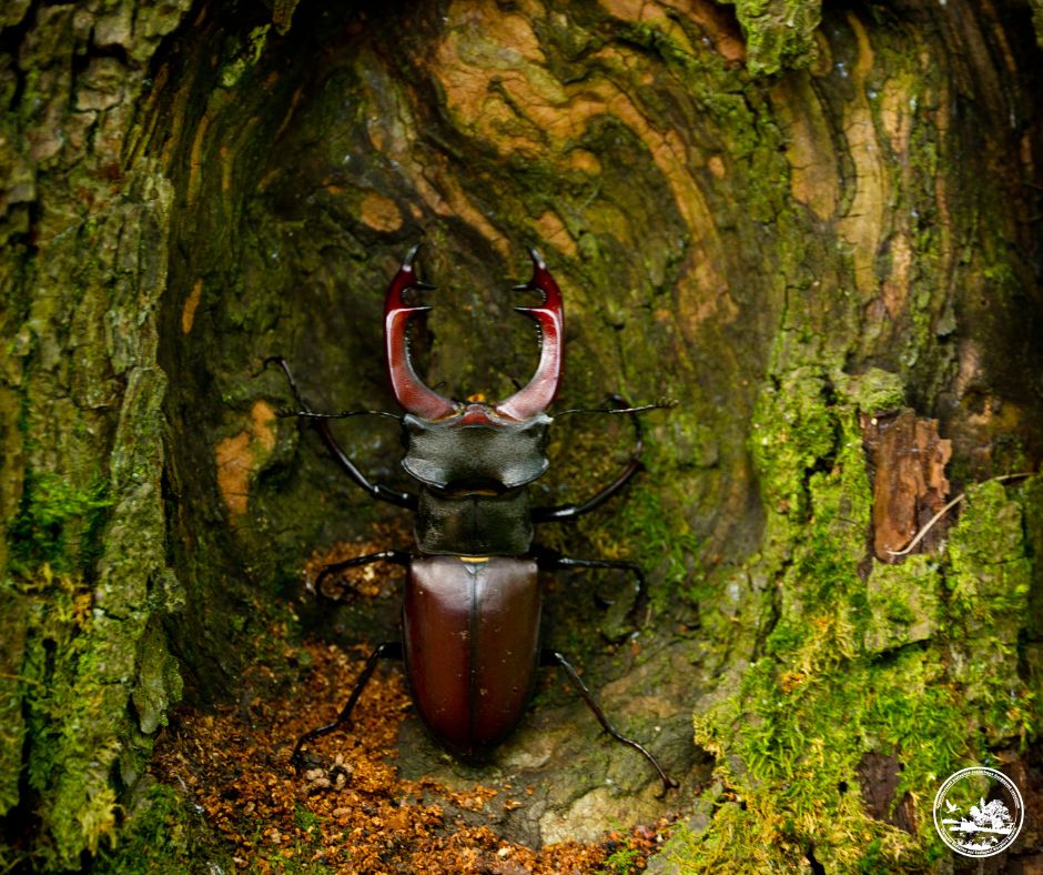 Найбільший жук України може зникнути через "порядок" у лісах