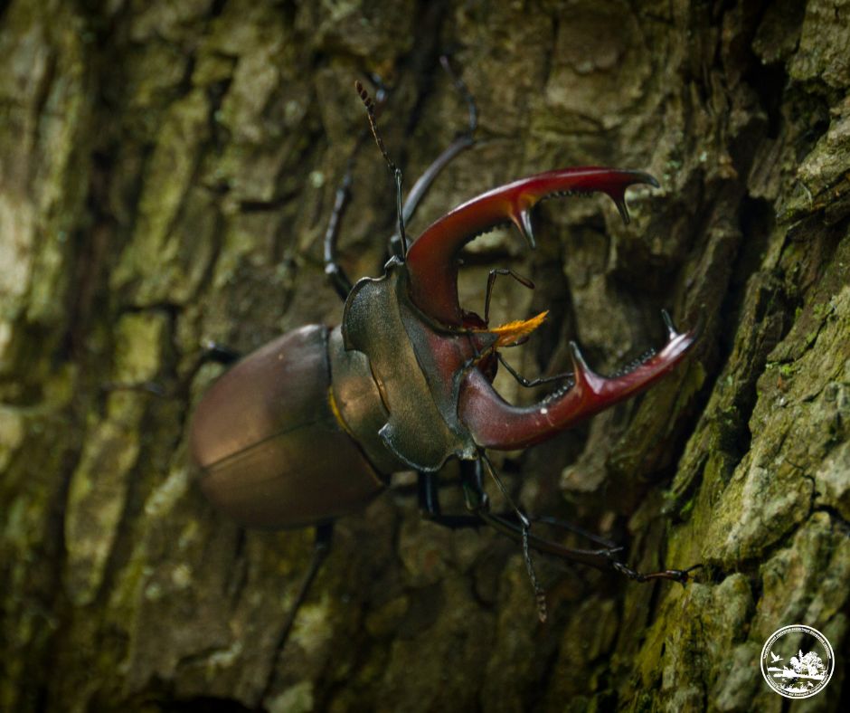 Найбільший жук України може зникнути через "порядок" у лісах