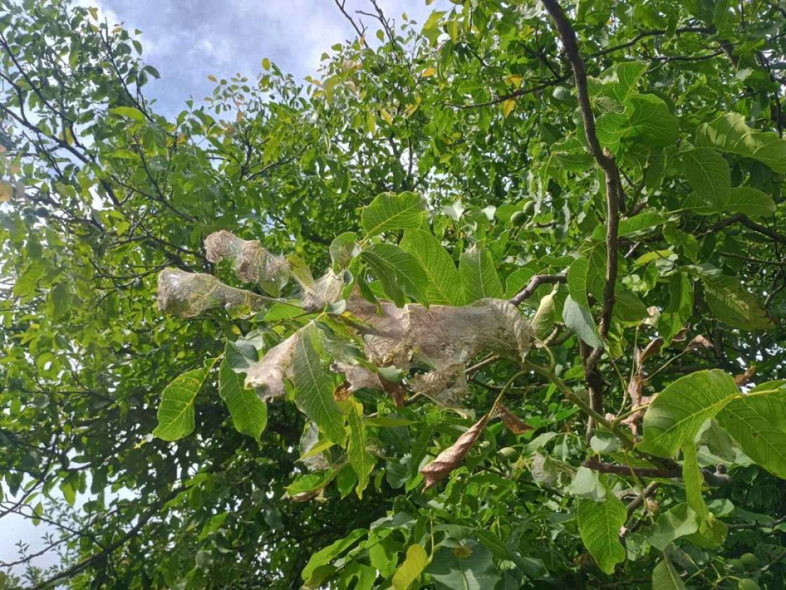 На Львівщині вперше виявили небезпечного шкідника з Америки: введено карантин