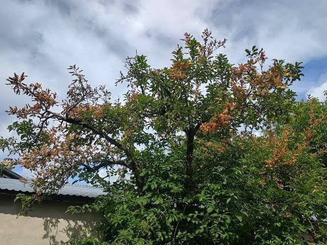 На Львівщині вперше виявили небезпечного шкідника з Америки: введено карантин