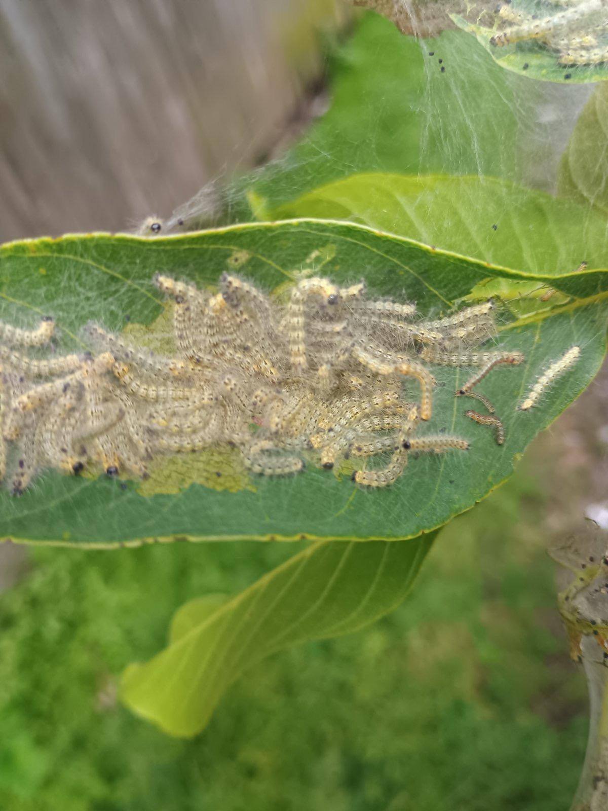 На Львівщині вперше виявили небезпечного шкідника з Америки: введено карантин